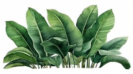Digital watercolor botanical art of abstract banana tree leaves on white background