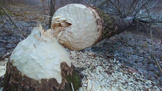 in the wild Carpathians, Ukraine, Europe there live large beavers who can knock down a large tree for food and to build their home