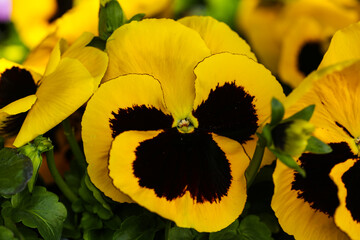 Vielfarbige Hornveilchen mit zarten Bl&uuml;tenbl&auml;ttern eine Nahaufnahme von wilden Stiefm&uuml;tterchen