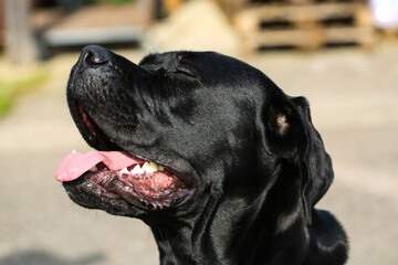 Mixed breed between Labrador and Great Dane, muscular build, playful personality, build strong, 