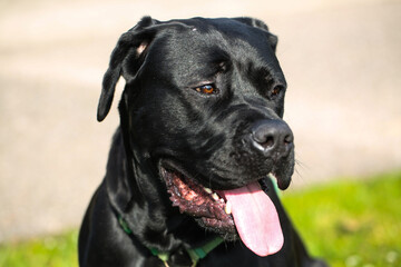 black mixed breed dog between great dane and labrador