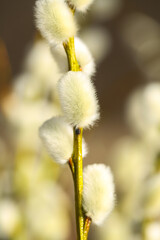 Vibrant Flower in a lush garden, a close up loot at naturs beauty