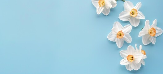 Fototapeta na wymiar White daffodils on a blue background, a flat lay banner with space for text