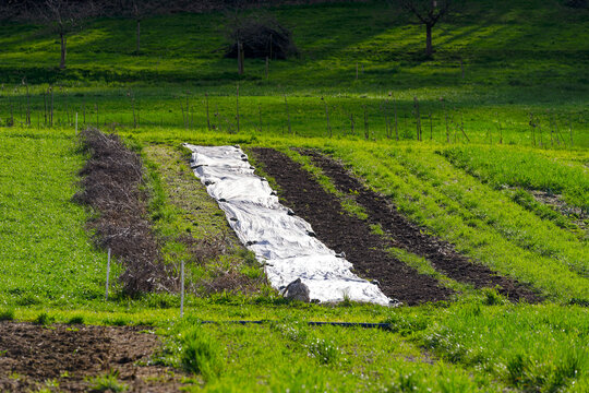 Vegetable field with white cover at Swiss City of Zürich on a sunny spring afternoon. Photo taken March 20th, 2024, Zurich, Switzerland.