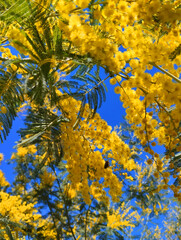 Bright yellow flowers of silver acacia against the background of a bright blue sky. Mimosa.