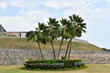 Oasis de Palmeras a la entrada del Castillo San Felipe de Barajas. Cartagena de Indias, Colombia.