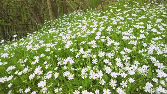 Chickweed lanceolate, Stellaria holóstea, delicate white flowers like stars in the spring in the forest cover the ground with a lush carpet