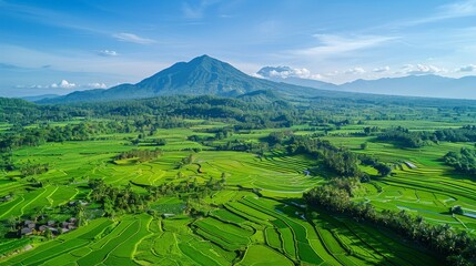 Aerial View of Rice Field With Mountain in Background