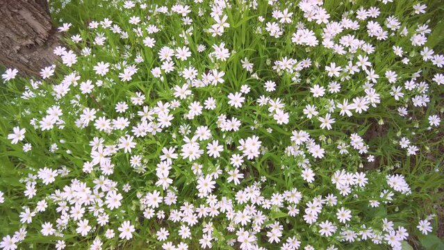 Chickweed lanceolate, Stellaria hol&oacute;stea, delicate white flowers like stars in the spring in the forest cover the ground with a lush carpet