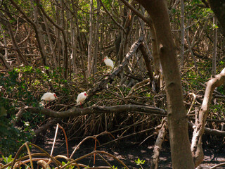 Three white Egrets perched on limb.  View through twisted mangrove roots green trees. Sunshine and shade.  No people. At Weedon Island Preserve in St. Petersburg, Florida. Horizontal
