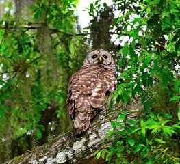 Barred owl looking for food