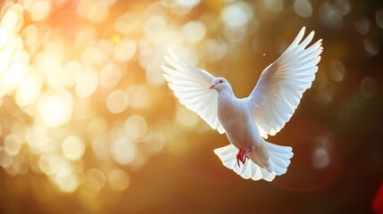 White Pigeon, White pigeon flying in nature