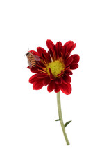 Red chrysanthemum flower with bee isolated on white background