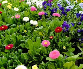 colorfull bellis flowers