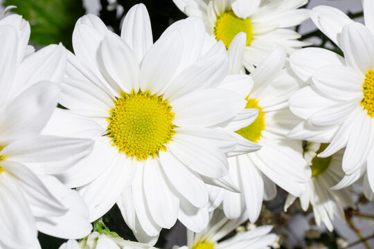 close up White daisy flower with a yellow center isolated on black background