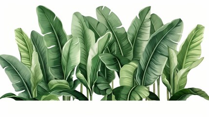 Abstract watercolor banana tree leaves on white background, botanical art for digital concept
