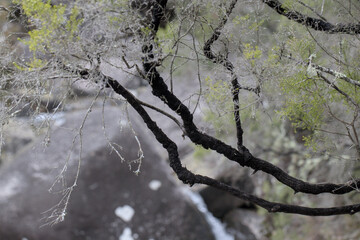 Galhos de arvores no  Parque Nacional da Peneda-Gerês