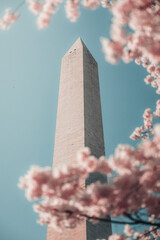 Cherry Blossoms surrounding Washington Monument 