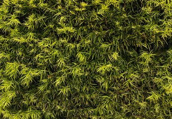 Bright Bamboo Green Leaves Background, Texture. Fresh Summer Natural Wallpaper. Horizontal Plane....