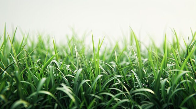 Macro photography of a green grass field.