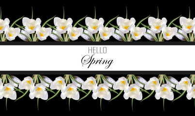 Spring background of blooming crocuses on a dark background, design element