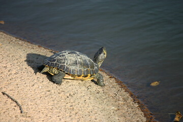 yellow - bellied turtle