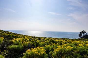 Fototapeta na wymiar a beautiful spring landscape with a hillside covered with yellow flowers and lush green plants, blue ocean water, blue sky and clouds at Point Dume in Malibu California USA