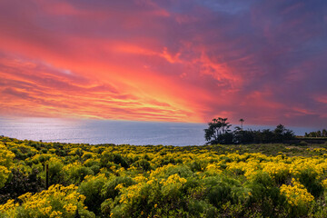 a beautiful spring landscape with a hillside covered with yellow flowers and lush green plants,...