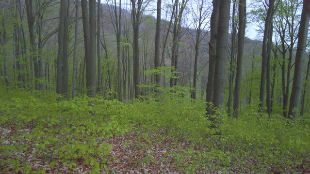 Climate contrast in beech forest: comparison between sunny southern slope with melting snow and cold northern slope in Carpathians. Spring landscape, mountains microclimate and seasonal change.