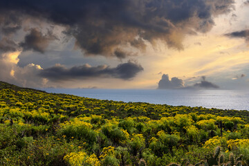 a beautiful spring landscape with a hillside covered with yellow flowers and lush green plants,...