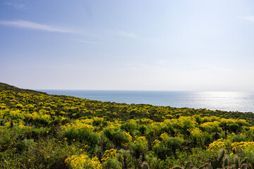 a beautiful spring landscape with a hillside covered with yellow flowers and lush green plants,...