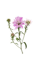 Aster flowers isolated on white background. Pink aster flowers on white background.
