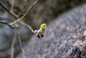 Blooming of Salix cinerea, common sallow, grey sallow, grey willow