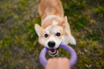 Pembroke Welsh Corgi dog plays tug-of-war with its owner in summer park. Active and energetic dog...