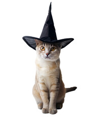 Halloween themed black cat wearing witch hat alone on transparent background