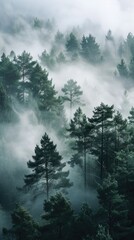 A foggy forest filled with lots of trees.