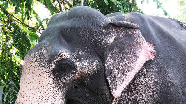 Closeup of an elephant head