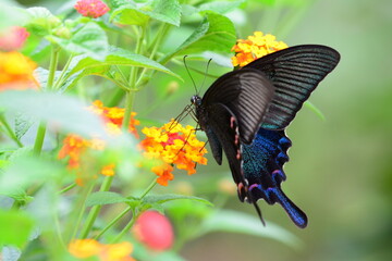 Fototapeta premium black butterfly on flower