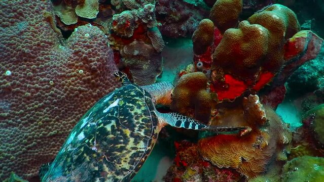 Sea turtle feeding on the coral reef. Tropical underwater video, scuba diving with the sea turtles. Colorful marine scenery, ocean animal. Tortoise in the sea.