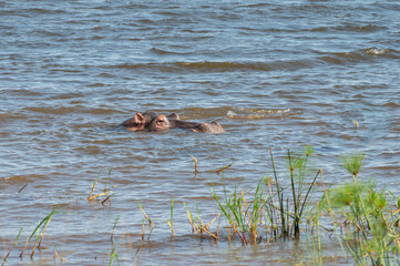 Nilpferd im Wasser im Akagera Nationalpark in Ruanda, Afrika