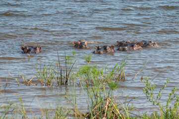 Nilpferde im Wasser im Akagera Nationalpark in Ruanda, Afrika