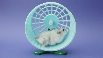 Pet hamster runs in the wheel. He play with an hamster wheel. Active hamster running on a wheel. Running gray rodent on a blue background. A domestic animal for children close-up.