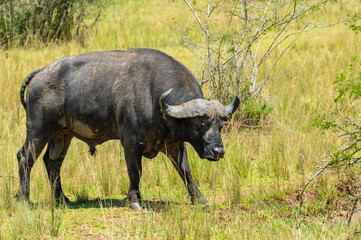 Büffel im Akagera Nationalpark in Ruanda, Afrika