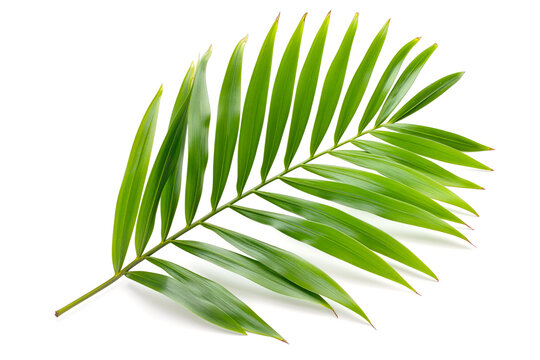 Vibrant Green Palm Leaf Isolated on White Background