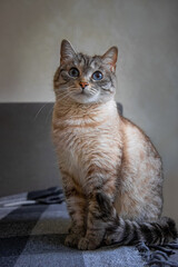 A female cat with blue eyes and striped fur sits on the sofa and looks right toward the camera lens. Close-up portrait of a cute striped female cat with blue eyes.	