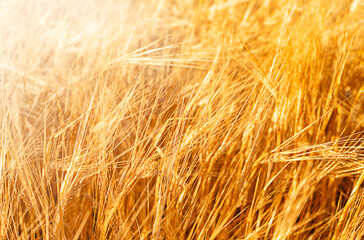 Yellow Rue field in autumn 
