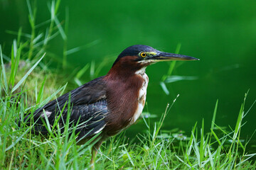 green heron in the wild