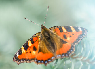 Orange color Butterfly on green background 