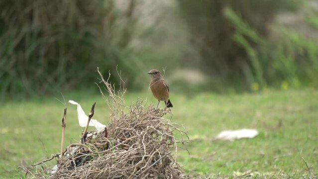 Brown rock chat, Indian chat - Oenanthe fusca on Grassy ground. Photo From Punjab Pakistan. Slow Motion 