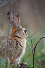 Lapin de garenne 